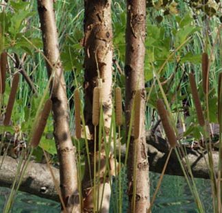 Wetlands Two HD Camouflage