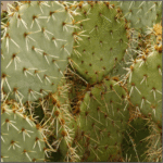 Prickly Pear Camouflage - Image 3