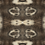 Snake Great Indian