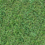 Grass