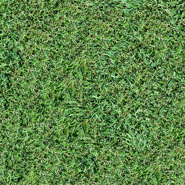 Grass